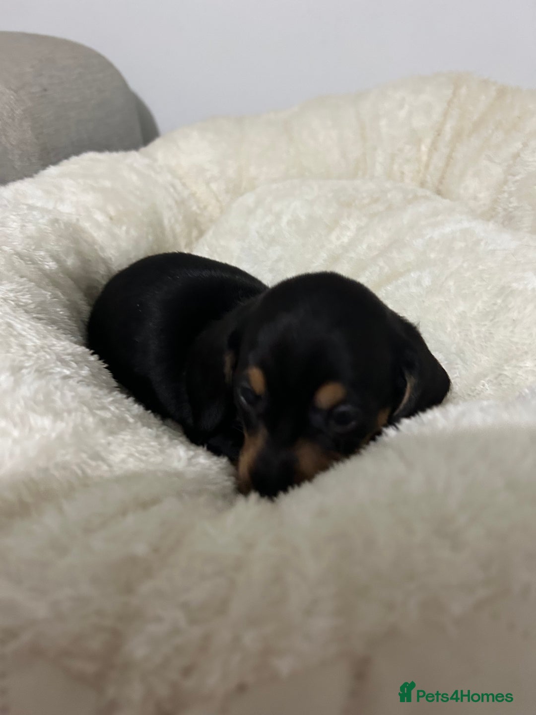 Miniature Dachshund dogs for sale: Multi coloured litter - Image 15