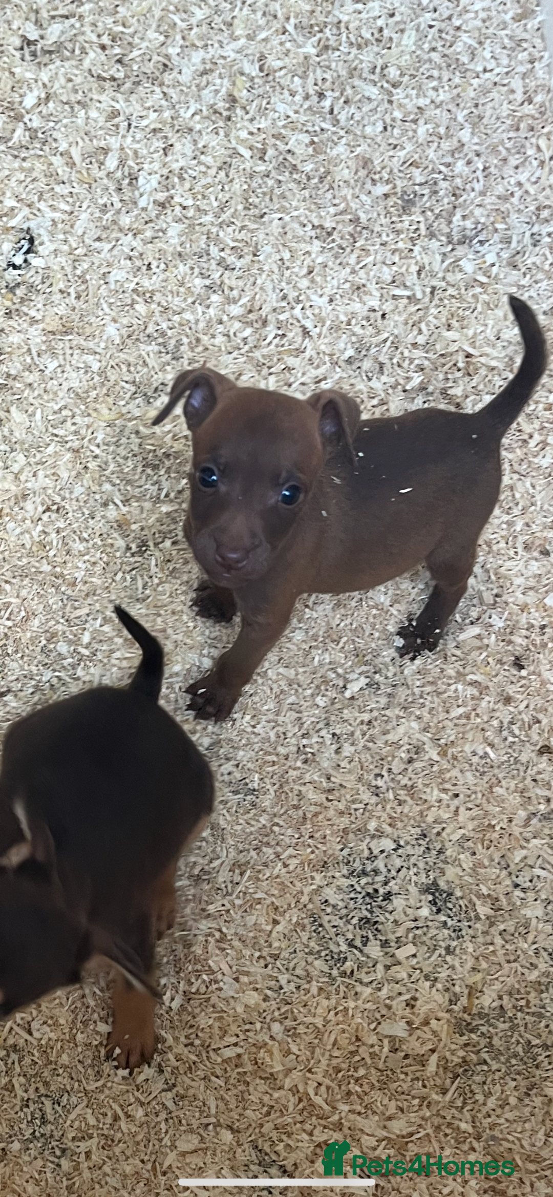 Jack Russell dogs for sale: Jack Russel puppies  - Image 4