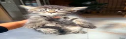British Shorthair cats for sale: Stunning British Shorthair Kittens Ready Now! - Advert 33