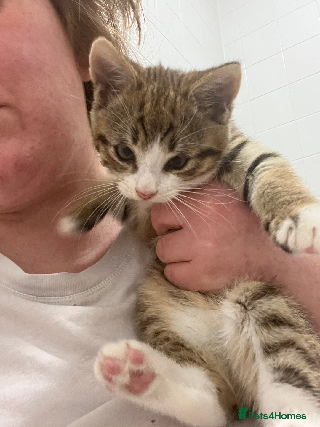 Mixed Breed cats for sale: Beautiful Half Bengal Boy Looking For His New home - Advert 11