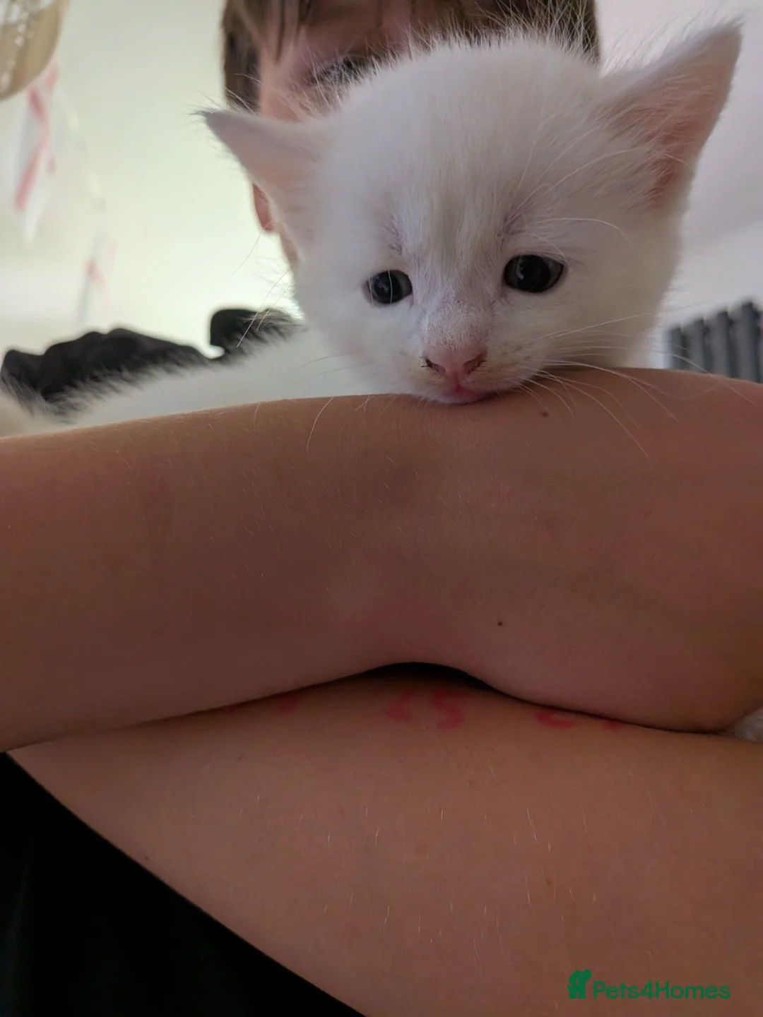 Mixed Breed cats for sale: Beautiful fluffy kittens - Various prices - Advert 8