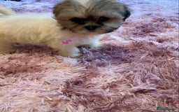 Lhasa Apso dogs for sale: Lhasa Apso Puppies 🐶  - Image 25
