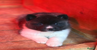Akita dogs - Advert 15