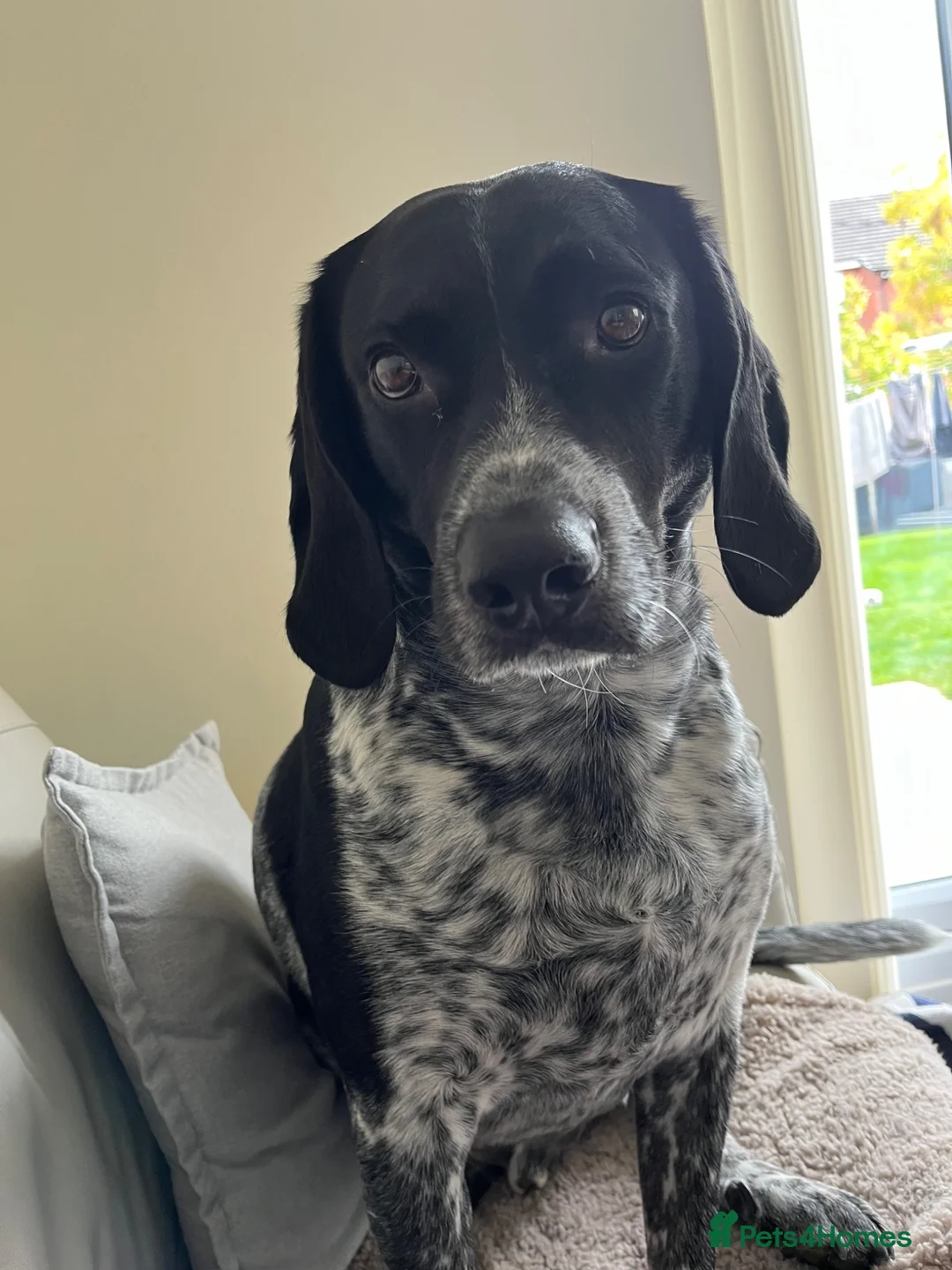 Mixed Breed dogs for sale: Lovely natured dog available for re-home in Derby - Advert 1