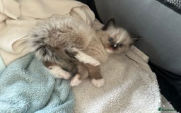 Ragdoll cats for sale: 2 gorgeous ragdoll kittens needing forever homes - Image 5
