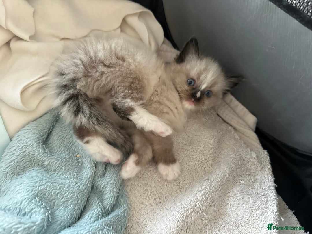 Ragdoll cats for sale: 2 gorgeous ragdoll kittens needing forever homes - Image 5