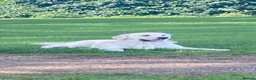 Golden Retriever dogs for sale: Stunning Cream Golden Retriever Puppies  - Advert 15