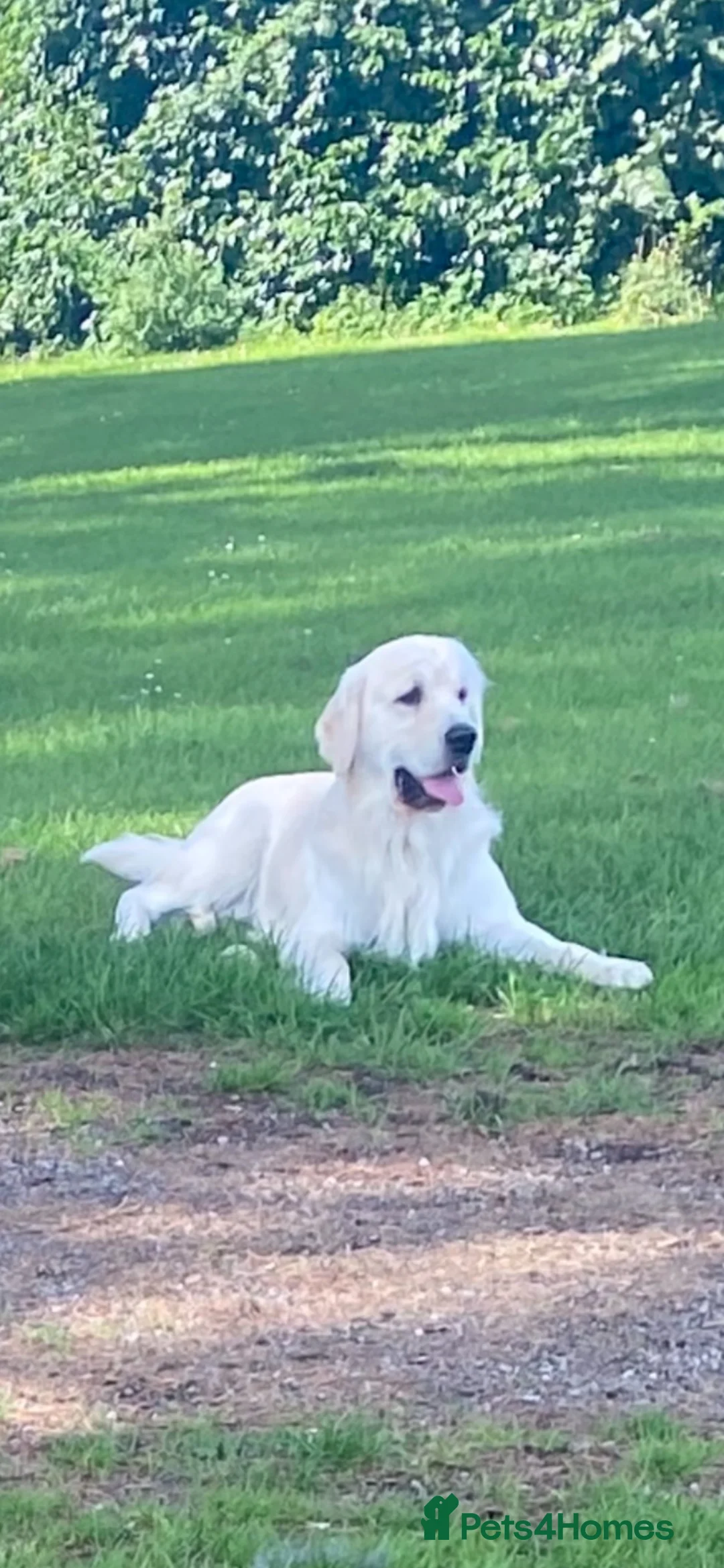 Golden Retriever dogs for sale: Stunning Cream Golden Retriever Puppies  - Advert 15