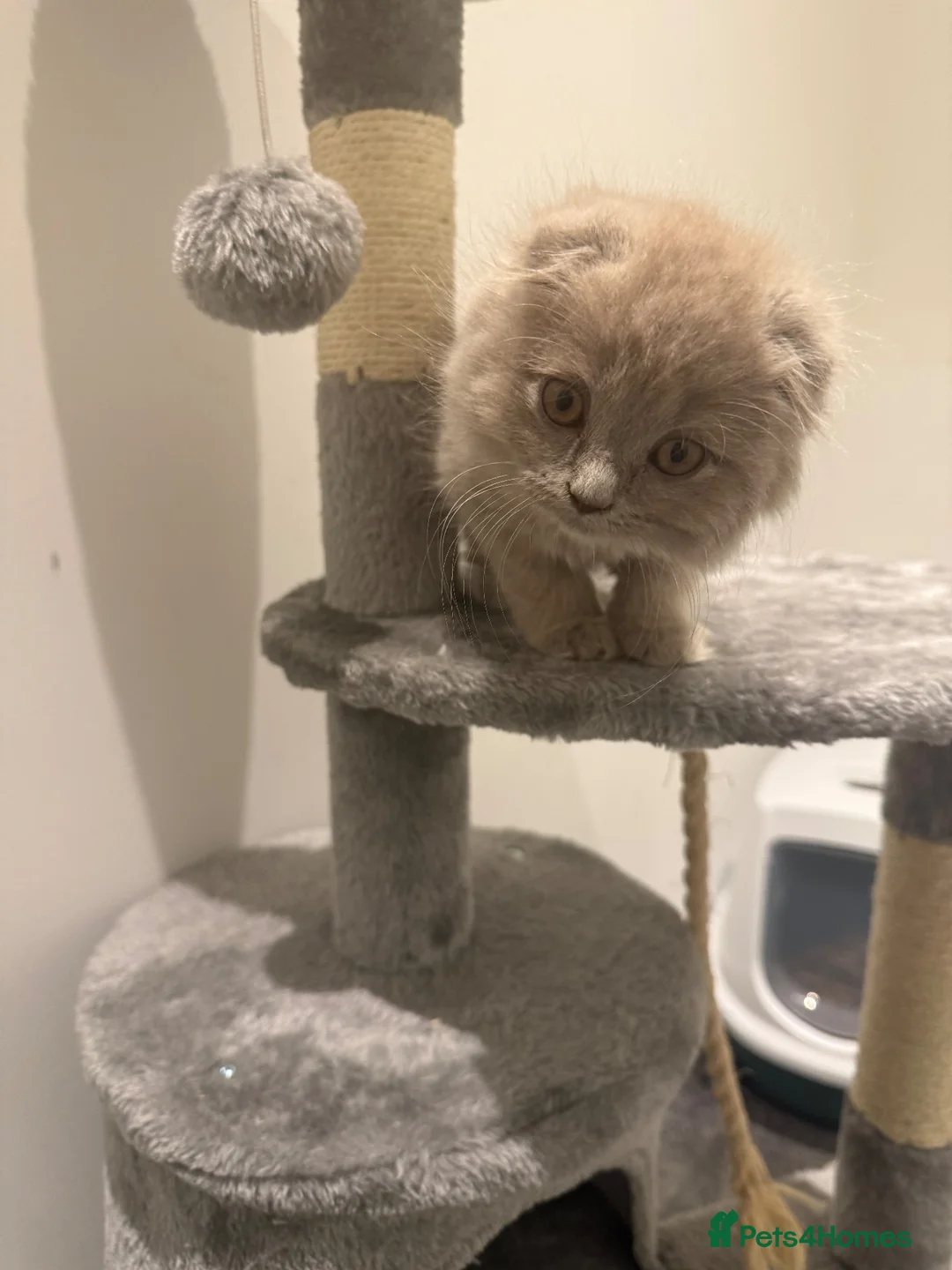 British Shorthair cats for sale: Beautiful– Lilac Folded-Ear Female & Grey Male - Advert 2
