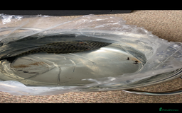 Plecos fish for sale: Watermelon Pleco  🍉 talking catfish and fish tank - Image 2