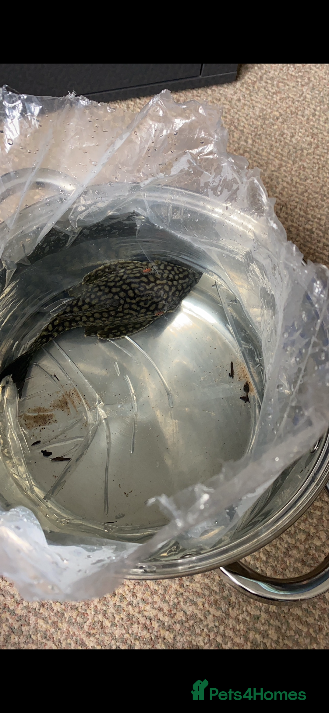 Plecos fish for sale: Watermelon Pleco  🍉 talking catfish and fish tank - Image 2