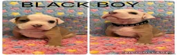 Olde English Bulldogge dogs for sale: READY TO LEAVE 3 old English bulldog  - Advert 32