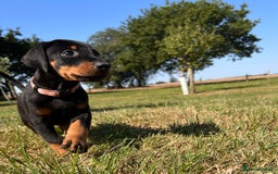Dobermann dogs for sale: Ready now, Outstanding KC Reg Dobermann puppies - Image 21