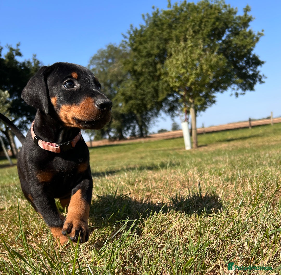 Dobermann dogs for sale: Ready now, Outstanding KC Reg Dobermann puppies - Image 21