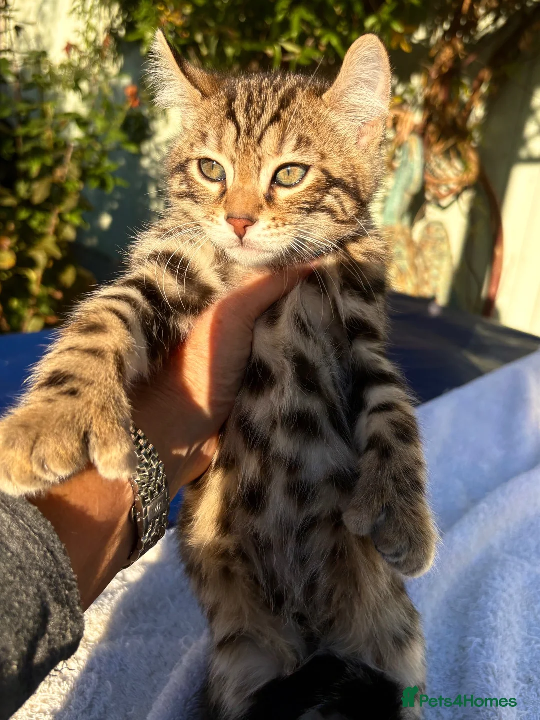 Keetso cats for sale: Superb polydactyl curled eared Keetso kittens.  - Advert 2