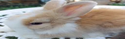 Lionhead rabbits for sale: PUREBRED DOUBLE/TEDDY LION HEAD BABIES  - Advert 2