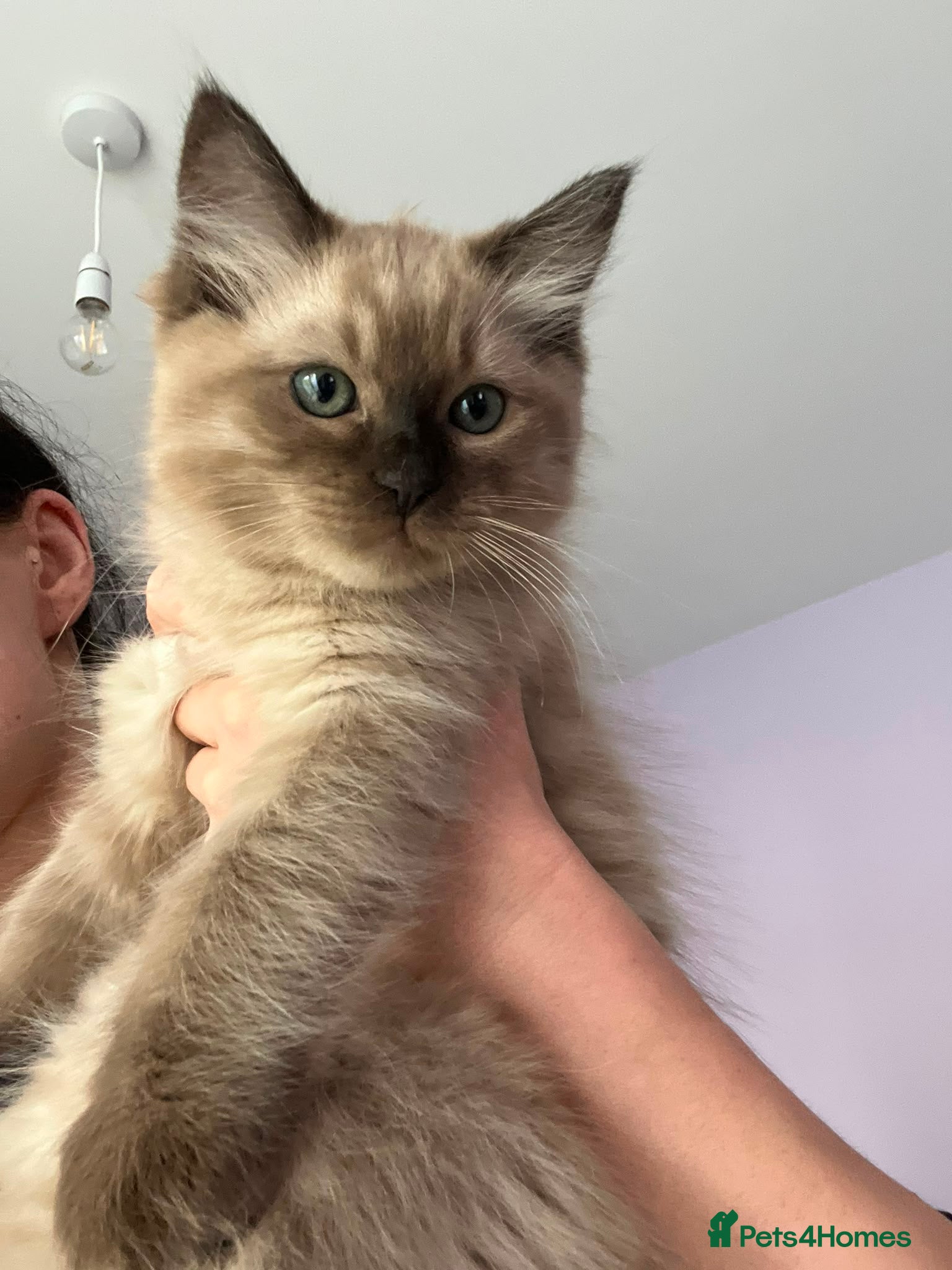 Ragdoll cats Rare Fully brown Sepia Ragdoll boy Ready - Advert 2
