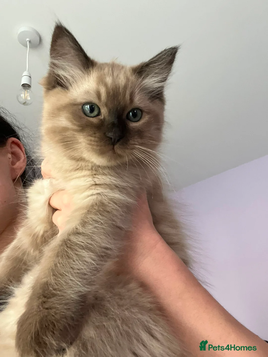Ragdoll cats for sale: Rare Fully brown Sepia Ragdoll boy Ready - Advert 2