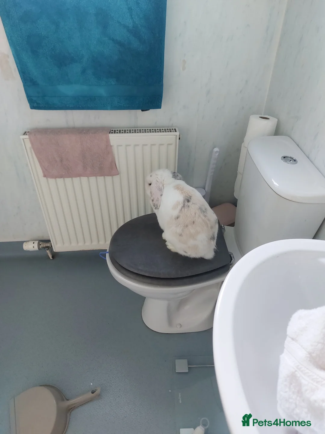 English Lop rabbits for sale: 2 year old English lop - Advert 2