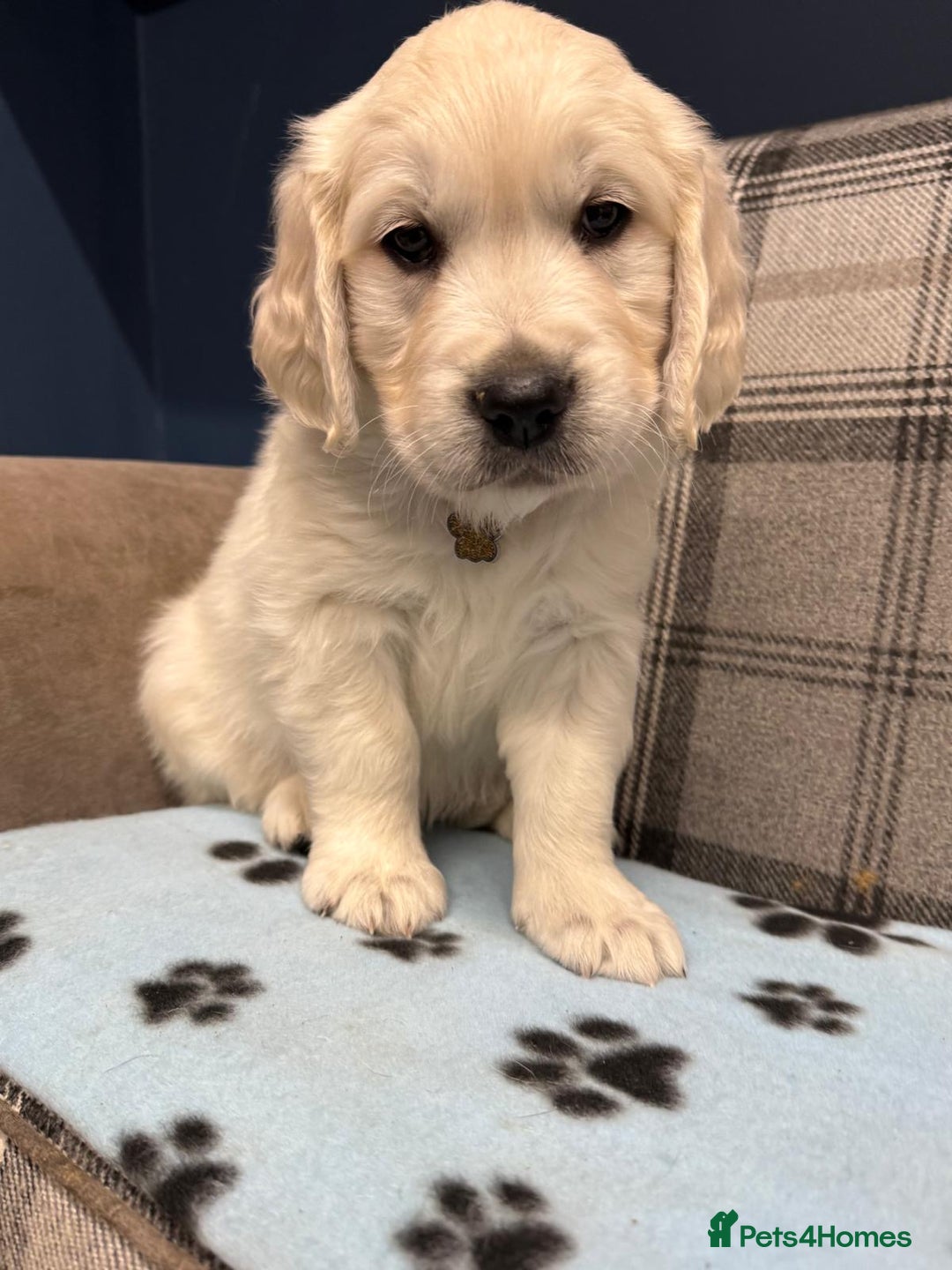 Golden Retriever dogs for sale: 🐶 Gorgeous Chunky Golden Retriever Puppies 🐶 - Advert 21