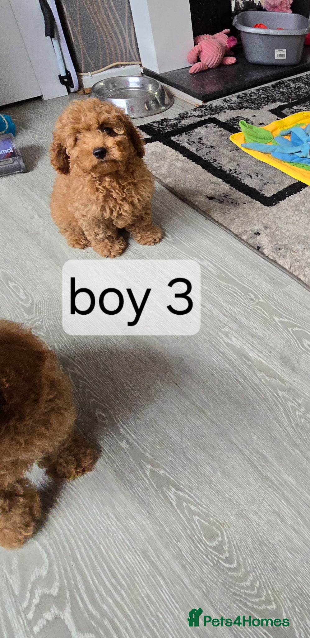 Cavapoo dogs BOYS LEFT ONLY cavapoo pups ready to leave  - Advert 2