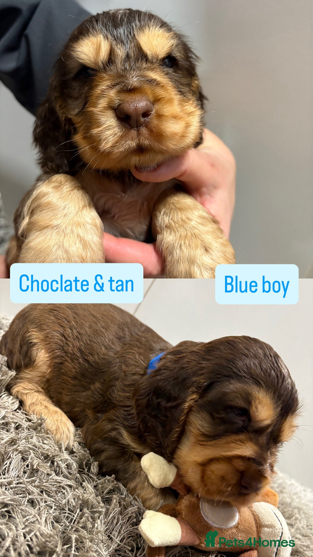 Cocker Spaniel dogs for sale: ✨STUNNING SABLE SHOW TYPE COCKER SPANIEL PUPPIES✨ - Advert 7