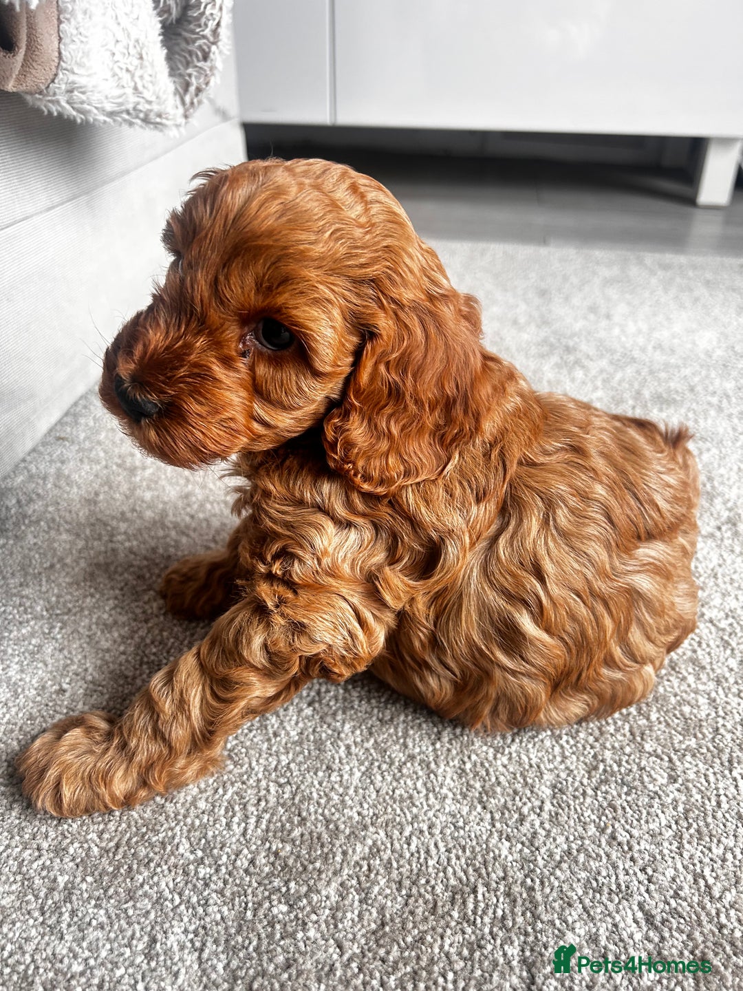 Cockapoo dogs for sale: Beautiful Cockapoo F2 puppies  - Image 18