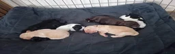 Sprocker dogs for sale: Stunning Sprocker Spaniel Puppies For Sale in Hull - Advert 3