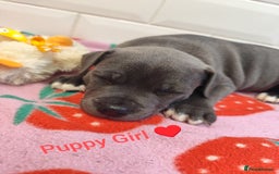 Staffordshire Bull Terrier dogs for sale: Blue Staffordshire Bull Terrier - Image 3
