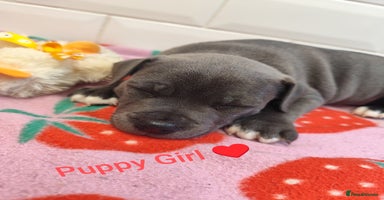 Staffordshire Bull Terrier dogs - Advert 3