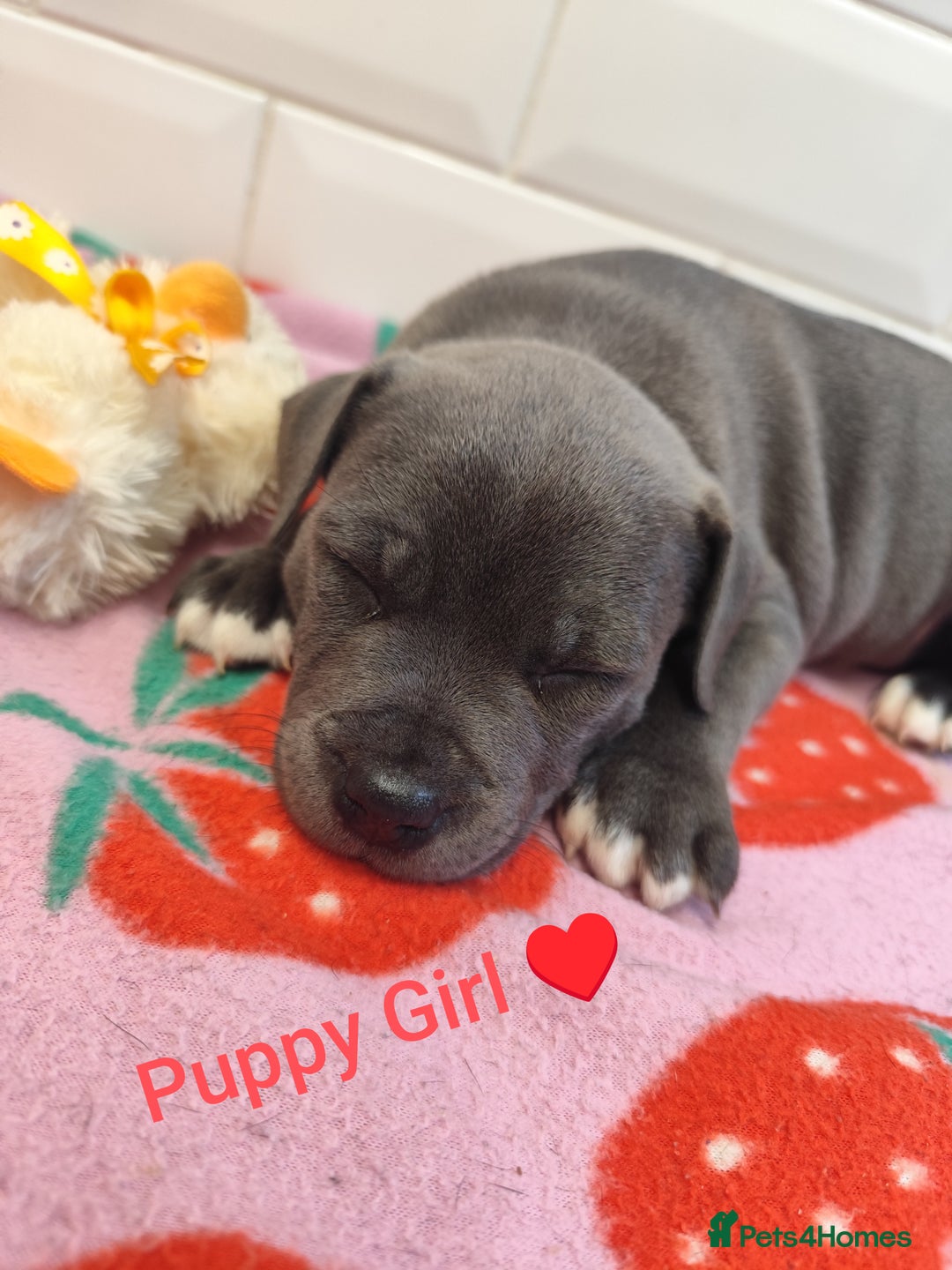 Staffordshire Bull Terrier dogs for sale: Blue Staffordshire Bull Terrier - Image 3
