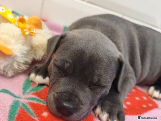 Staffordshire Bull Terrier dogs - Advert 13