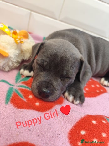 Staffordshire Bull Terrier dogs - Advert 3