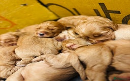 Cocker Spaniel dogs for sale: Ginger/Lemon Cocker Spaniel Puppies - Image 7