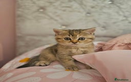 British Shorthair cats for sale: Beautiful British Shorthair - Image 1