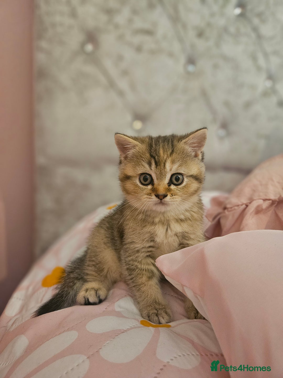British Shorthair cats for sale: Beautiful British Shorthair - Image 1
