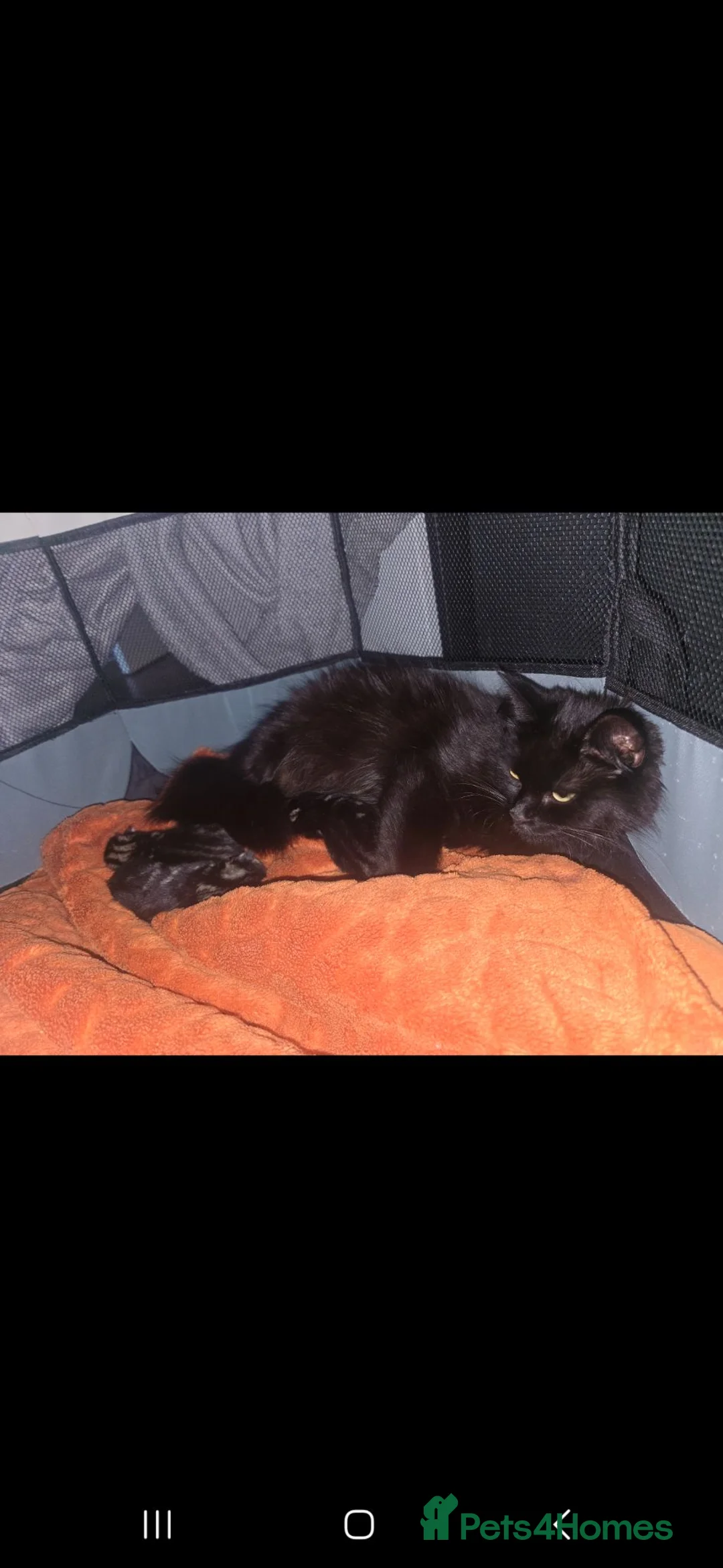 Mixed Breed cats for sale: Beautiful kittens for forever homes - Advert 2