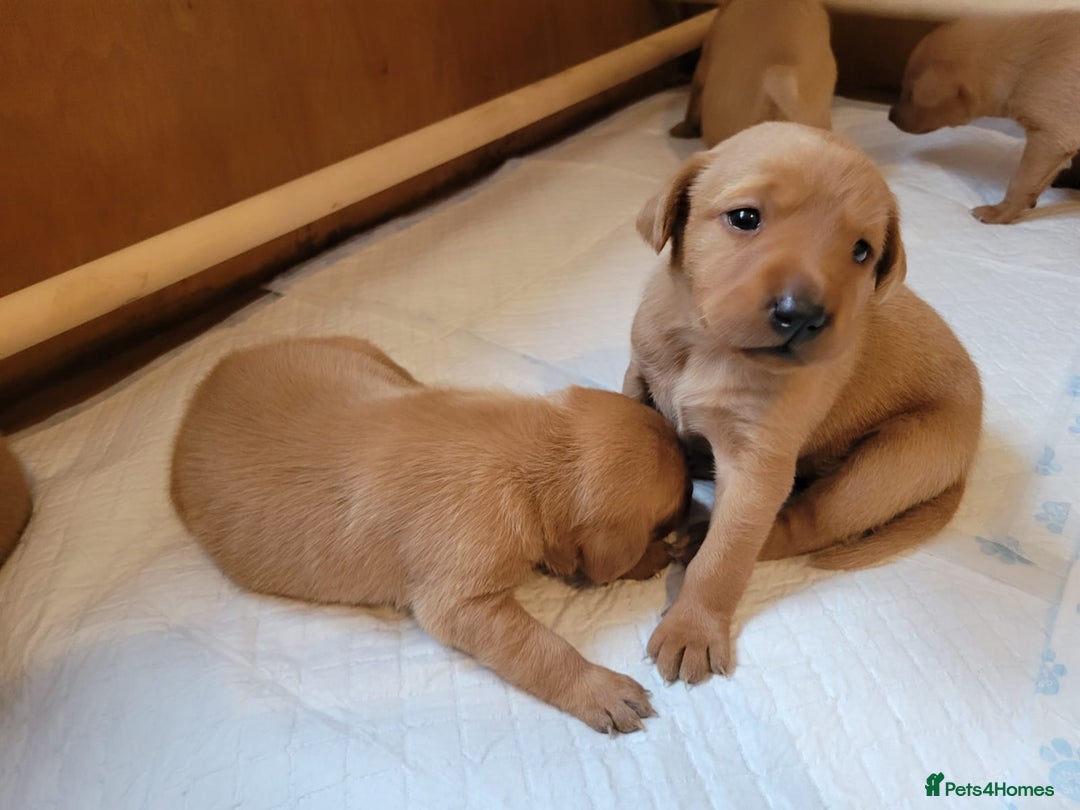Labrador Retriever dogs for sale: Red Fox Labrador Puppies–Ready from 26th September - Image 28