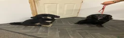Cockapoo dogs for sale: F1 Cockapoos - Advert 18