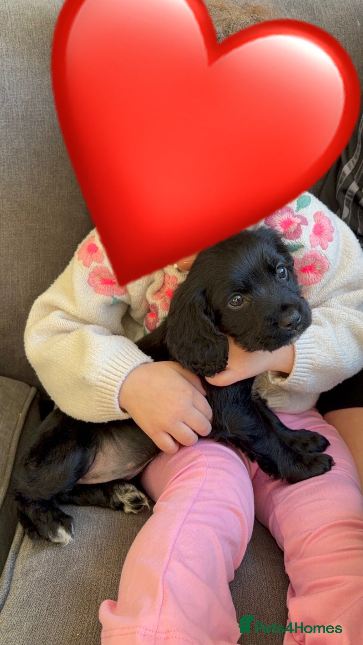 Cocker Spaniel dogs Cocker spaniel  - Advert 1