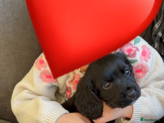 Cocker Spaniel dogs Cocker spaniel - Advert 1