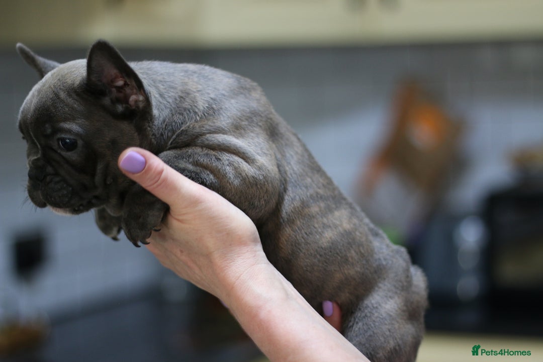 French Bulldog dogs for sale: French Bulldog Puppies Looking for Loving Homes - Advert 13