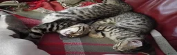 Bengal cats for sale: 4x Girls & 4x Boys – Stunning Bengal cross Kittens - Advert 6