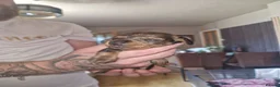 Miniature Dachshund dogs for sale: Miniature-dachshund  - Advert 11