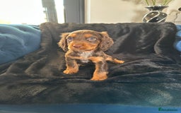 Cocker Spaniel dogs for sale: BEAUTIFUL LITTER OF TRICOLOURED COCKER SPANIELS  - Image 21
