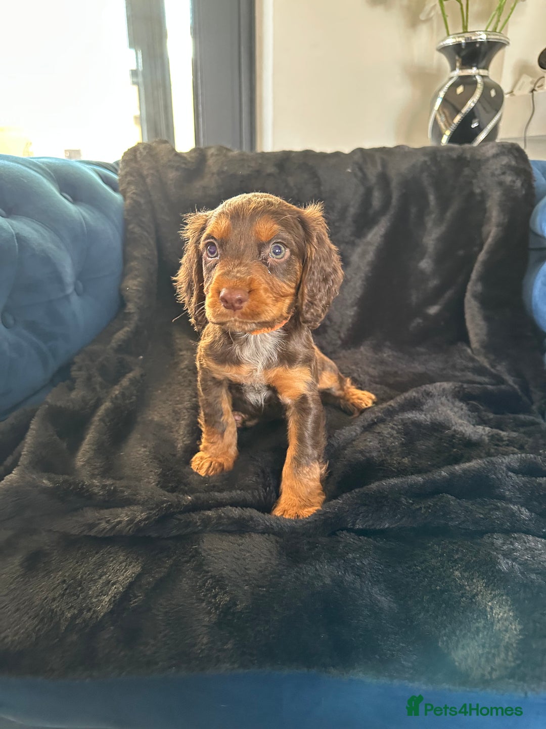 Cocker Spaniel dogs for sale: BEAUTIFUL LITTER OF TRICOLOURED COCKER SPANIELS  - Image 21