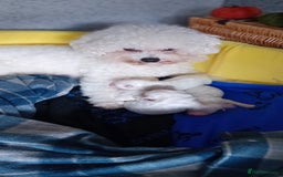 Bichon Frise dogs for sale: Bichon Frise 4 boys  - Image 2