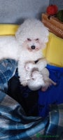 Bichon Frise dogs - Advert 3