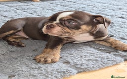 English Bulldog dogs for sale: English Bulldog puppie- Chocolate/tan & Brindle - Image 19