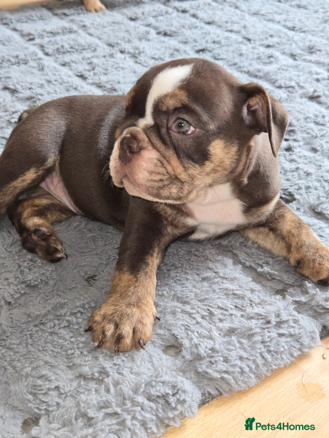 English Bulldog dogs for sale: English Bulldog puppie- Chocolate/tan & Brindle - Image 19